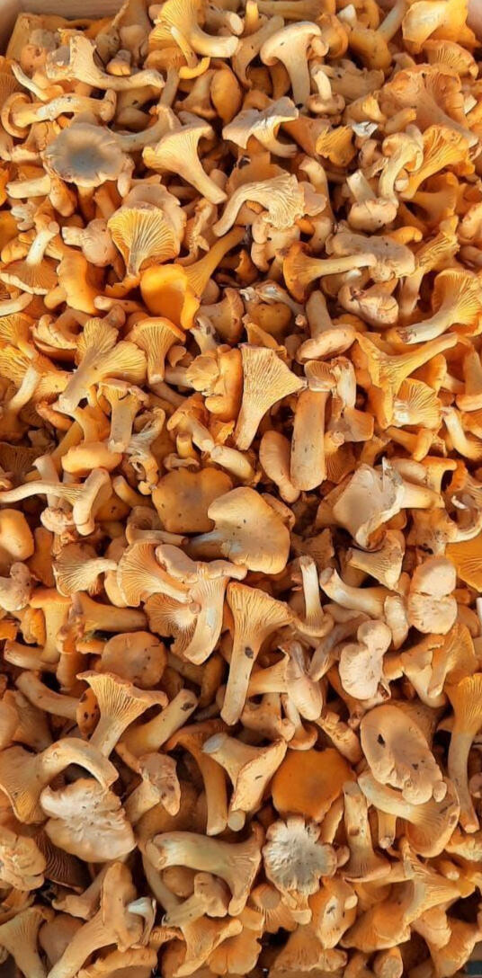 Chanterelles from Ukraine