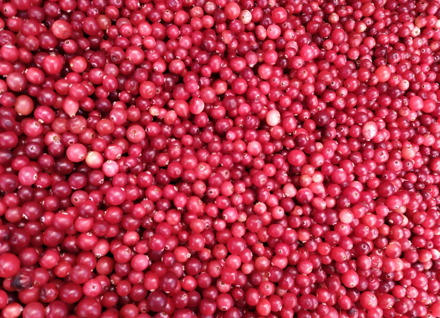 Cranberries from Ukraine